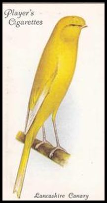12 Lancashire Canary (Coppy)